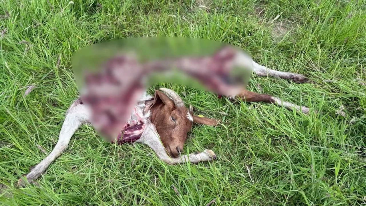 Video: Wolfattacke in Hürtgenwald: Schock und Schrecken auf der Schafweide