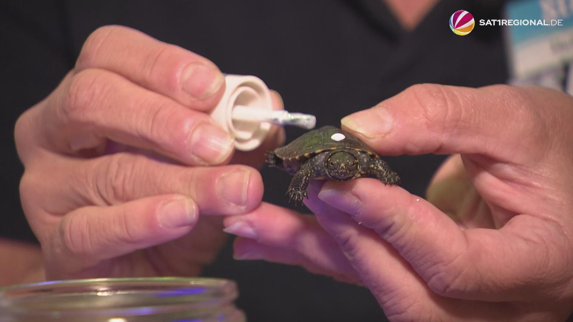 Video: Sumpfschildkröten-Nachwuchs im Sea Life Hannover