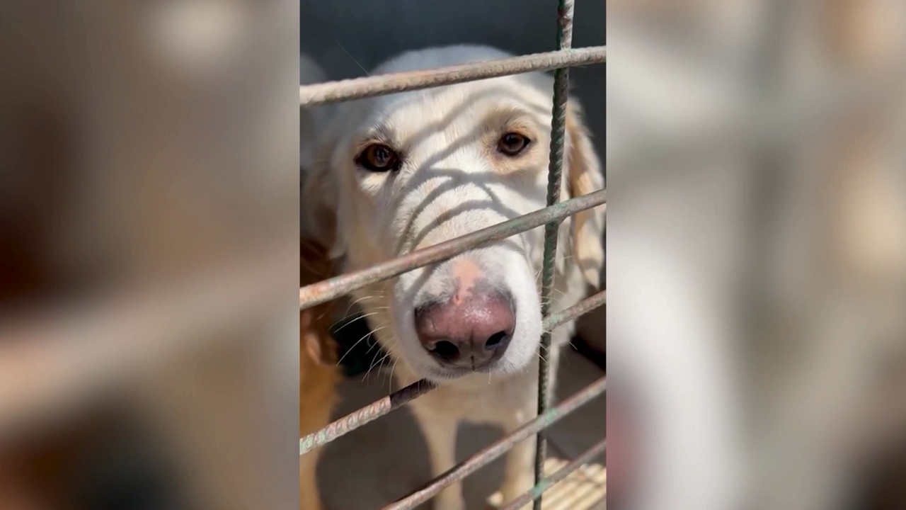 Video: Hacker-Angriff bedroht Rettung rumänischer Hunde