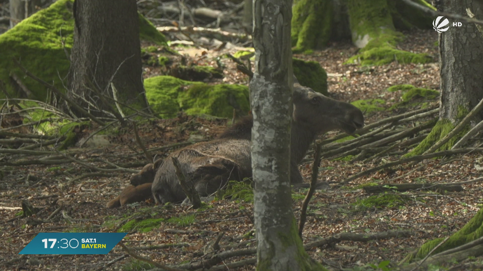 Video: Seltene Geburt in Bayern: Elch-Baby im Freigehege Neuschönau