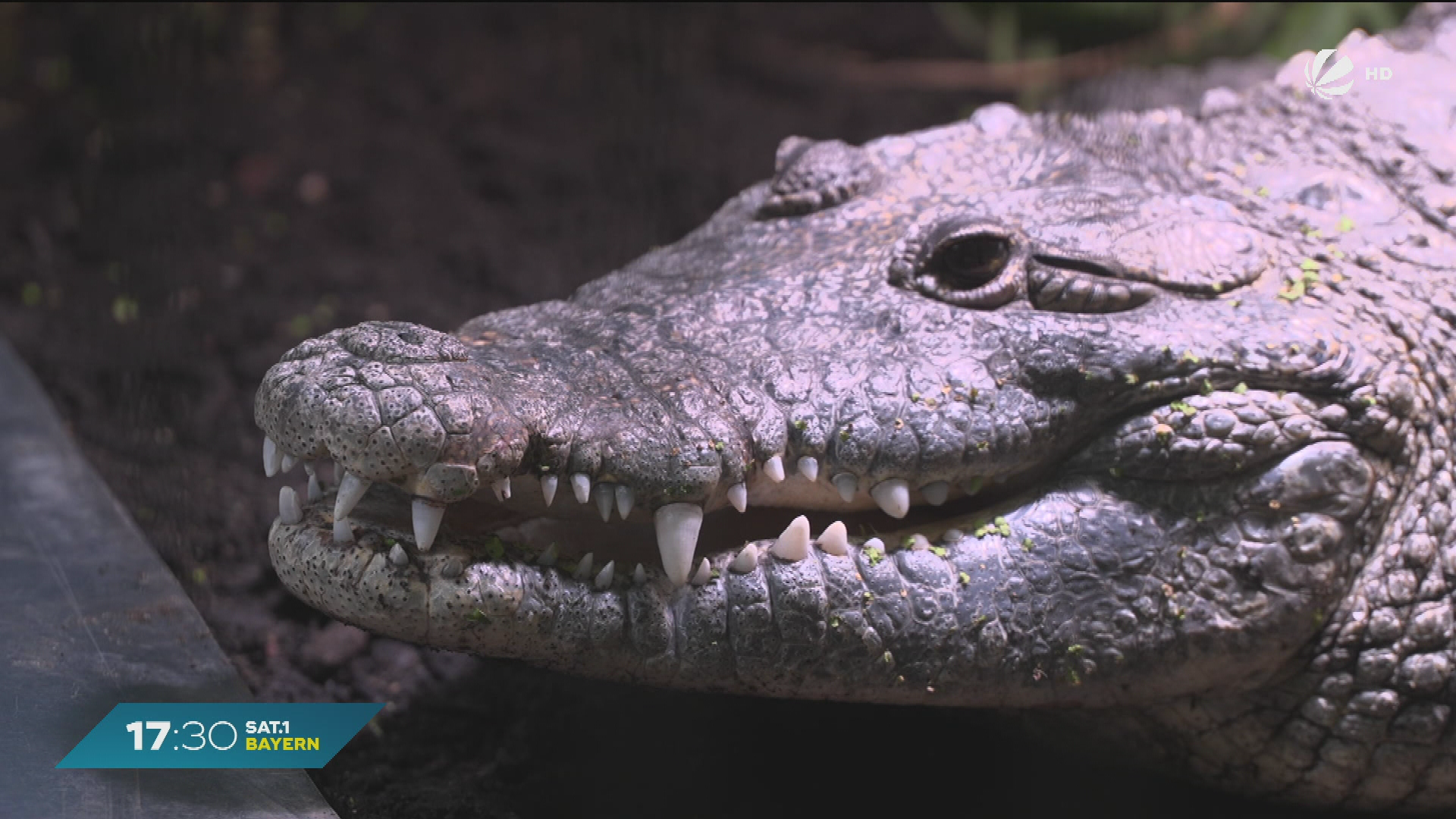 Krokodil im Garten? Reptilien in Münchner Auffangstation