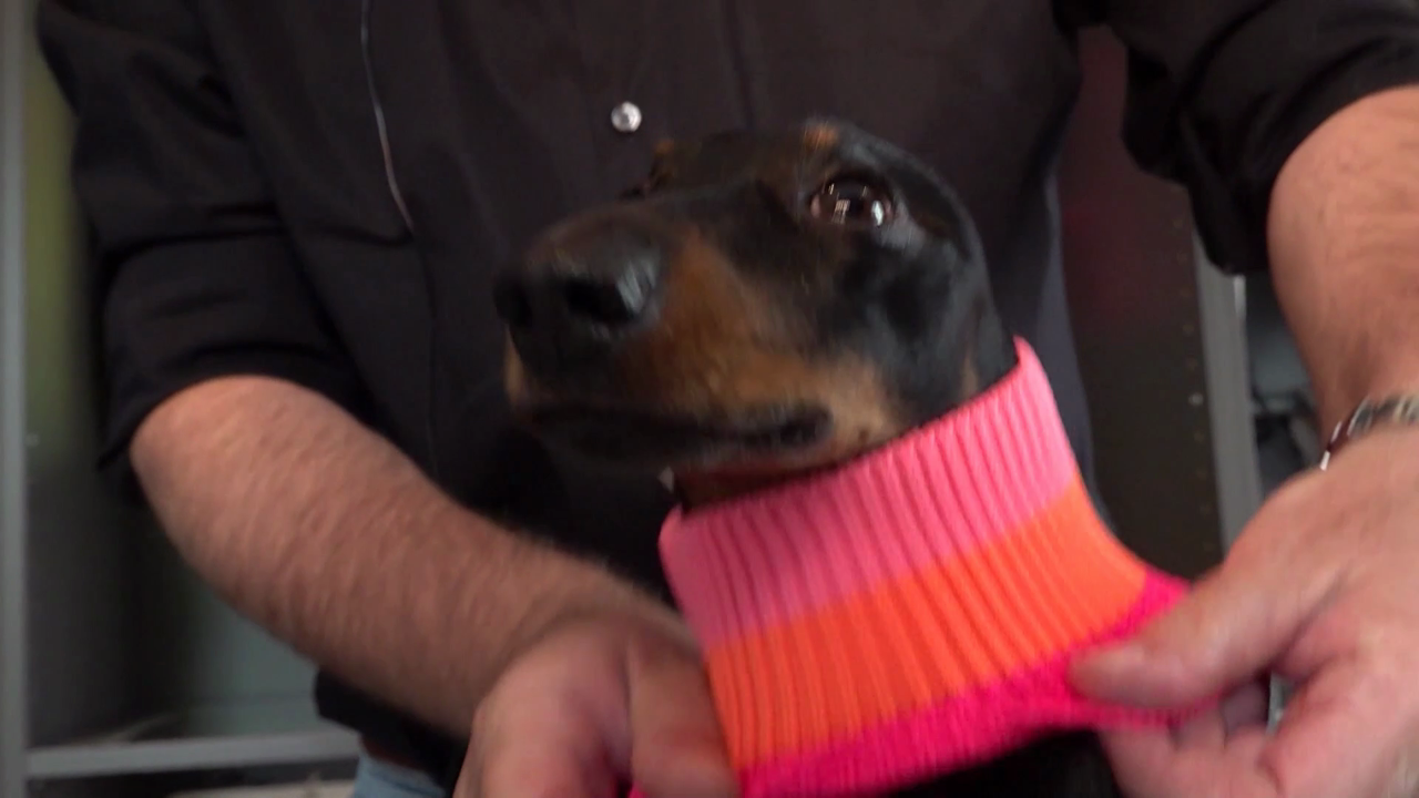 Video: Udo im Rampenlicht: Luxus und Lifestyle für Hunde