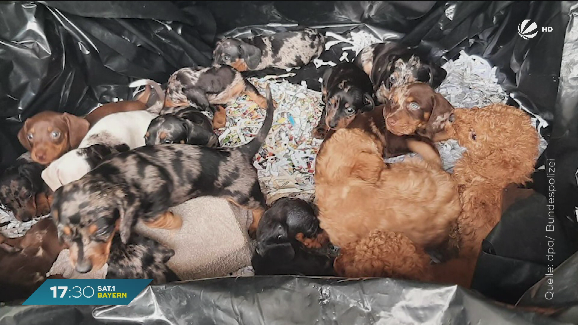 Video: Schock-Fund bei Grenzkontrolle: Polizei rettet 20 unterernährte Hundewelpen