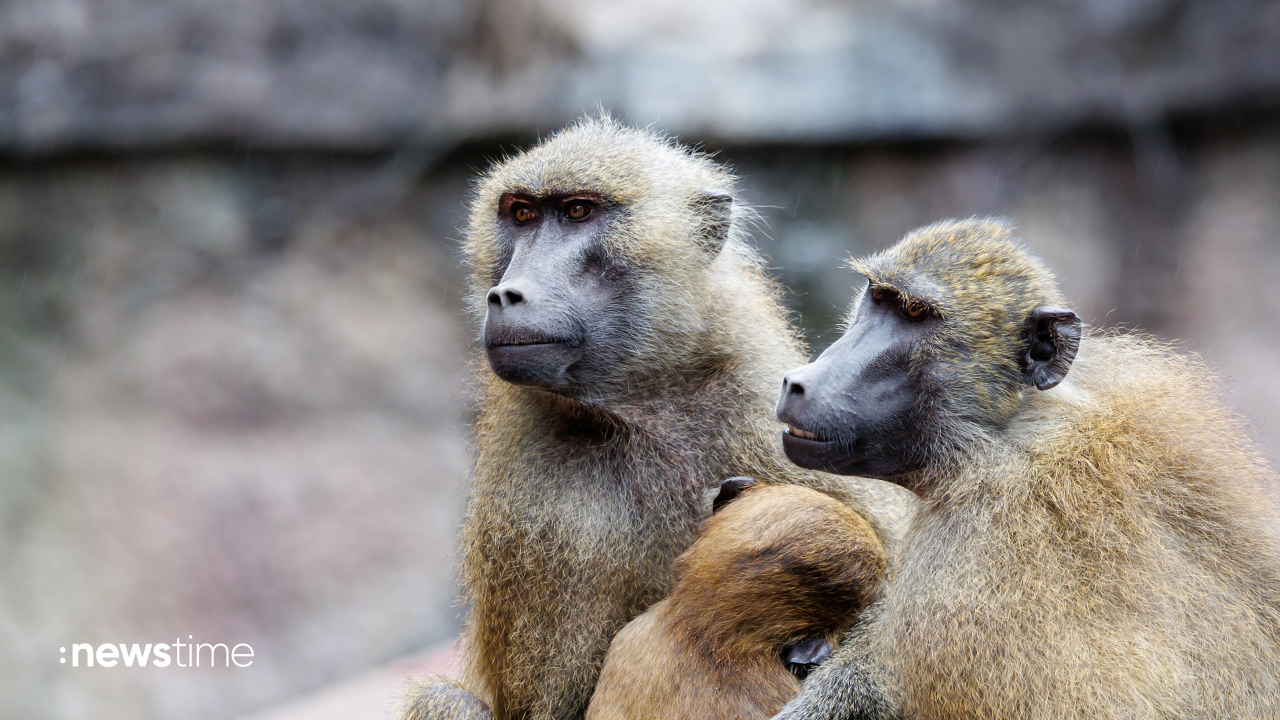 Video: Nürnberger Tiergarten will Paviane töten