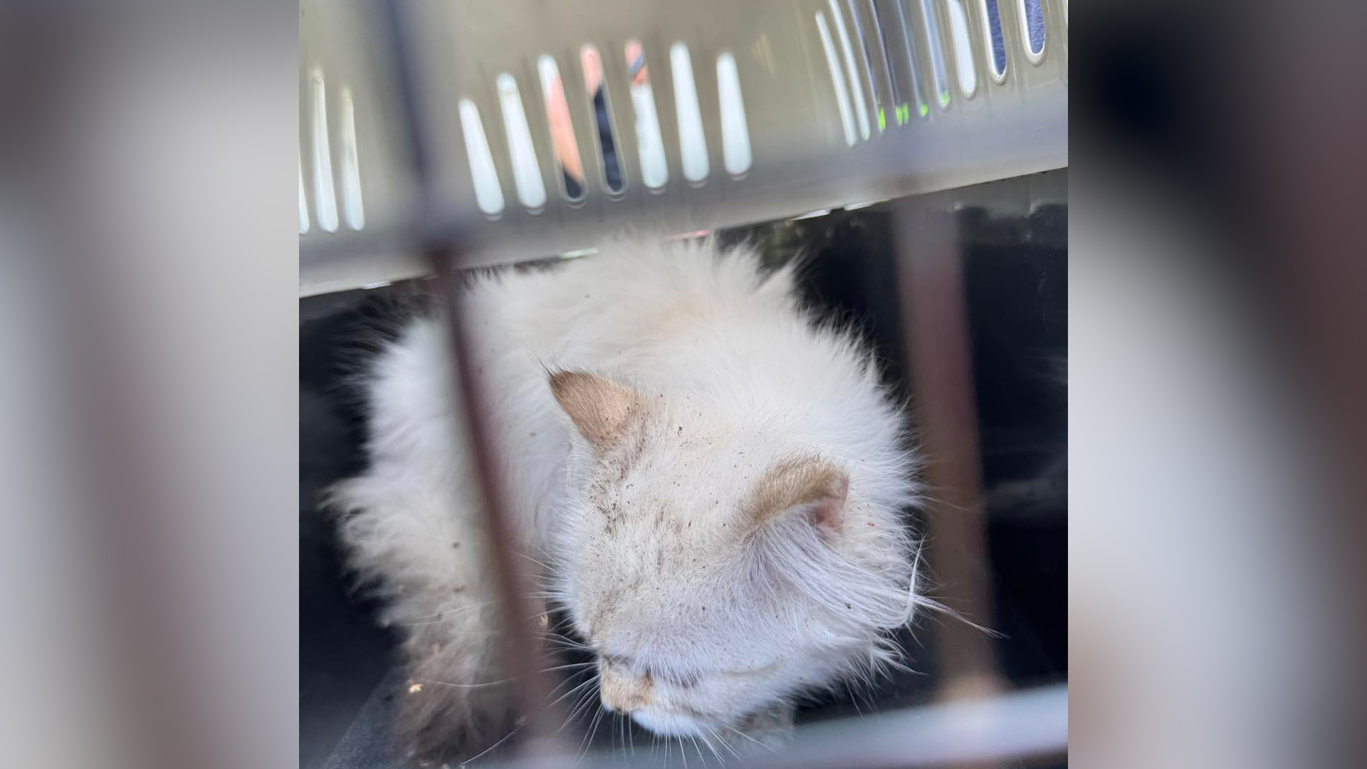 Video: Rettungsdrama in Erkrath: Feuerwehr befreit Kätzchen aus Rohr