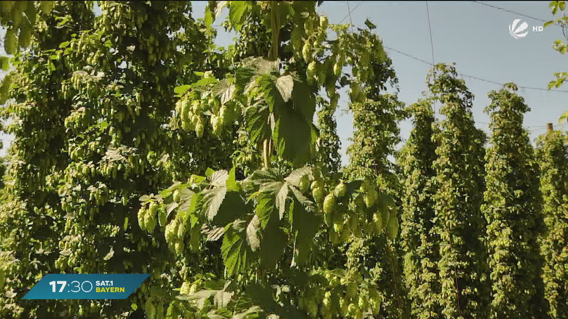 Video: Hopfenblüte in der Hallertau: Erntestart im größten Anbaugebiet der Welt