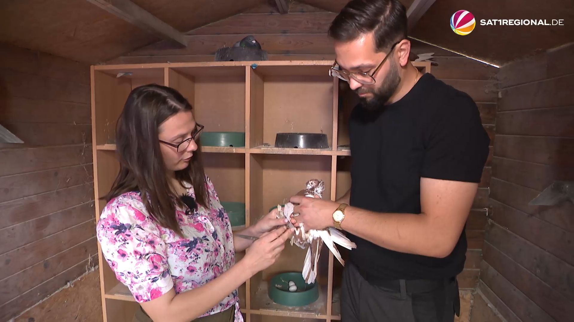 Video: Taubenretter: Ehepaar aus Nienburg kümmert sich um gefiederte Pflegefälle