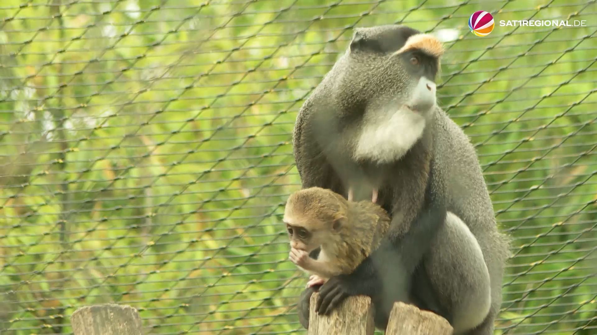 Video: Nachwuchs bei den Brazza-Meerkatzen im Erlebnis-Zoo Hannover