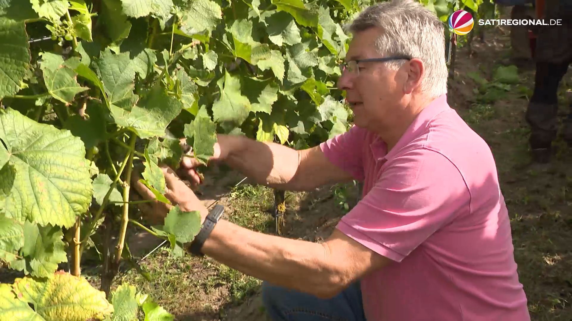 Video: Wein aus Niedersachsen: Lese für Federweißer in der Lüneburger Heide gestartet