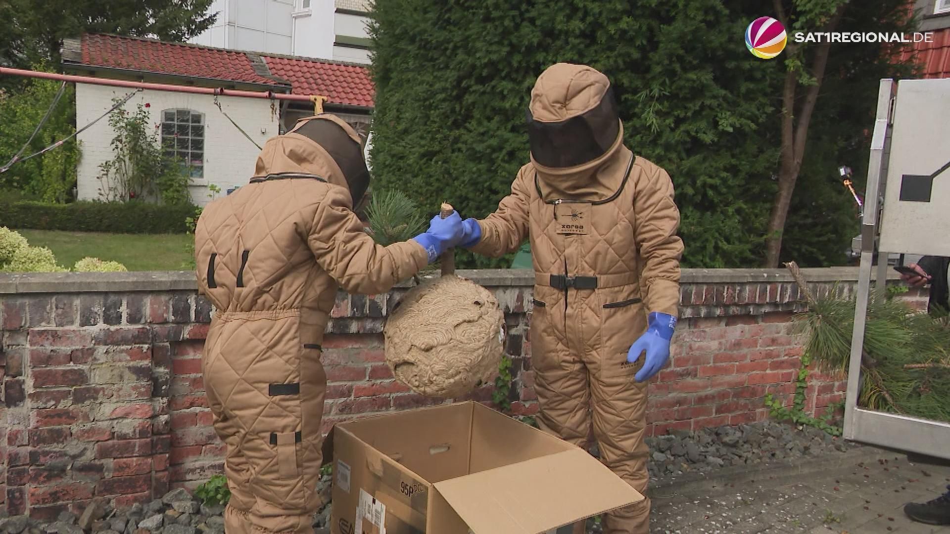 Video: Riesiges Nest der Asiatischen Hornisse in Braunschweig entfernt