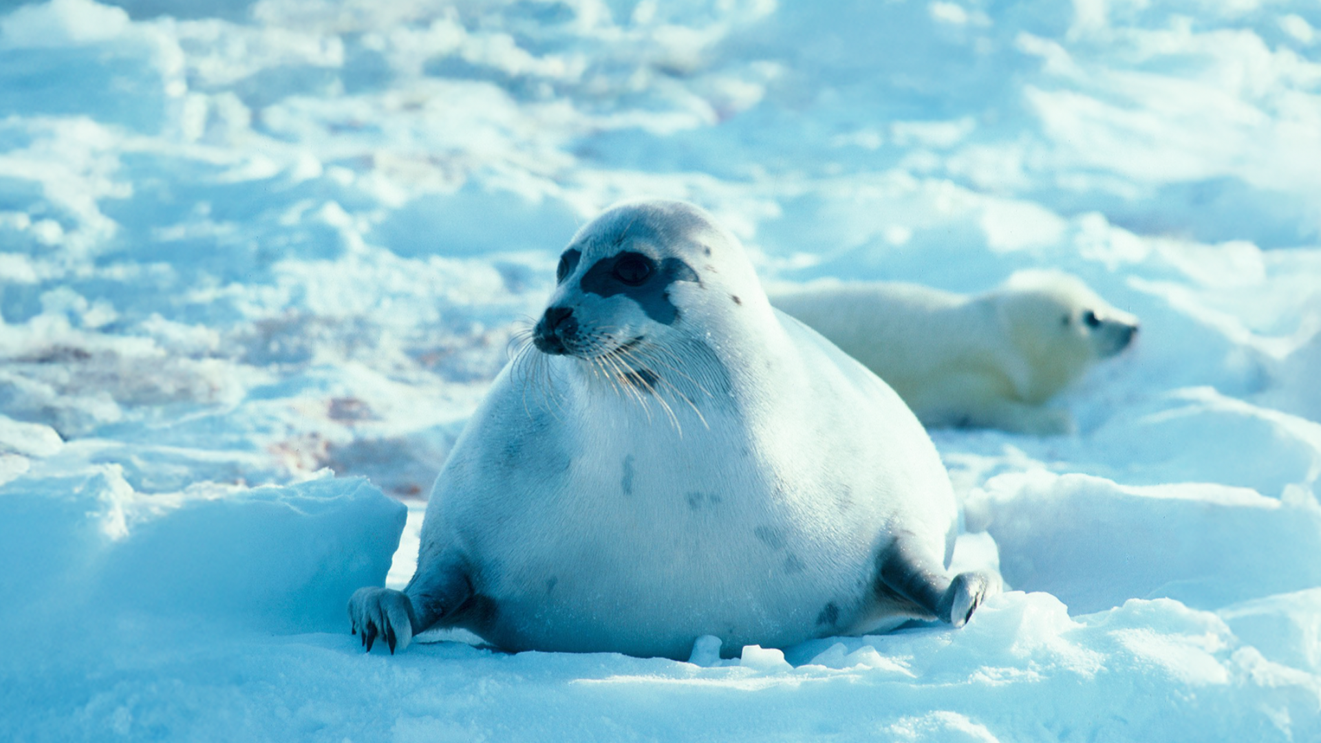 Video: So viele Tiere stehen vor dem Aussterben
