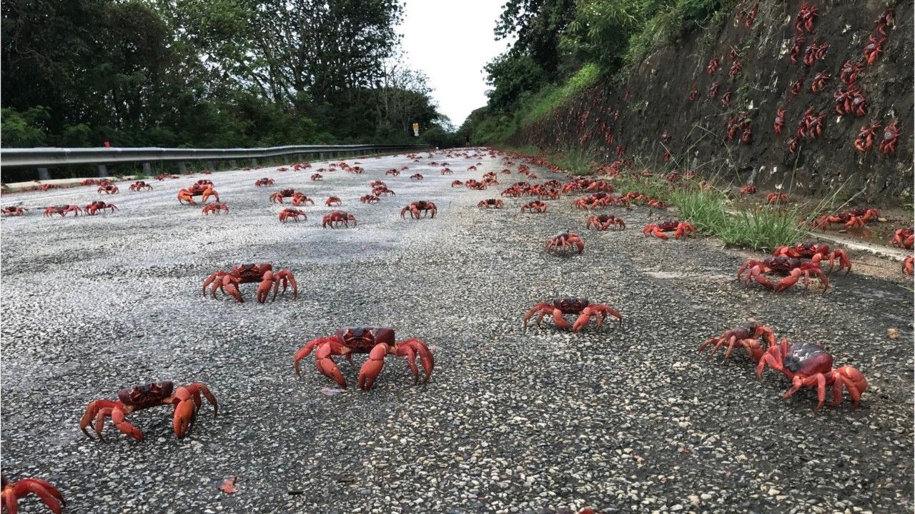 Millionen Krabben legen Insel lahm