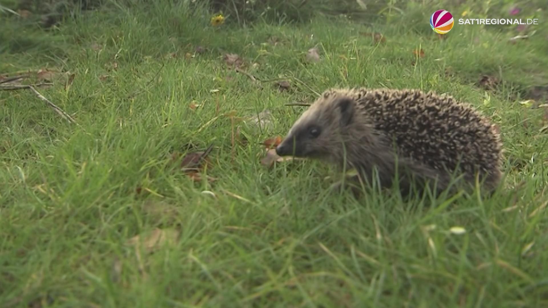 How to properly help weakened hedgehogs