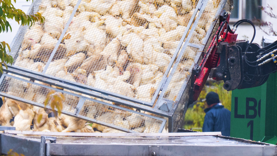 Video: Vogelgrippe im Saarland nachgewiesen