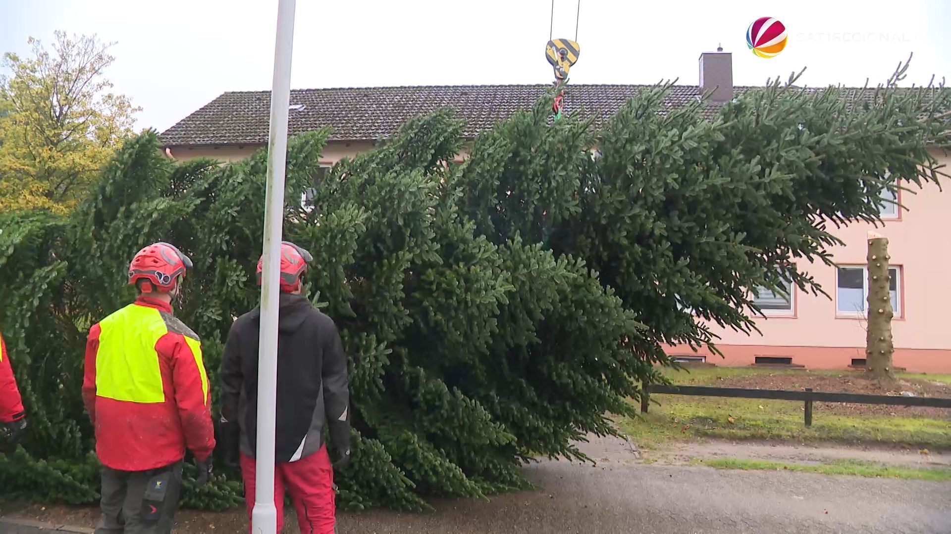 Video: Weihnachtsbaum für Island: Cuxhaven schickt wieder eine Tanne in die Partnerstadt