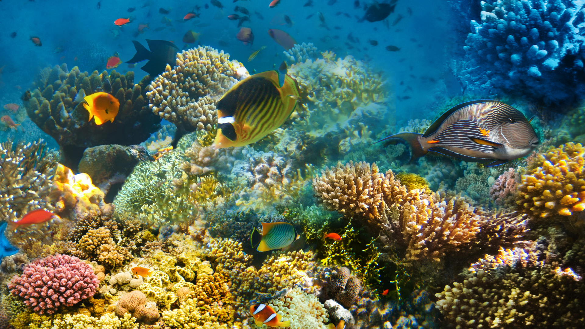Video: Immer mehr Korallenriffe sterben ab