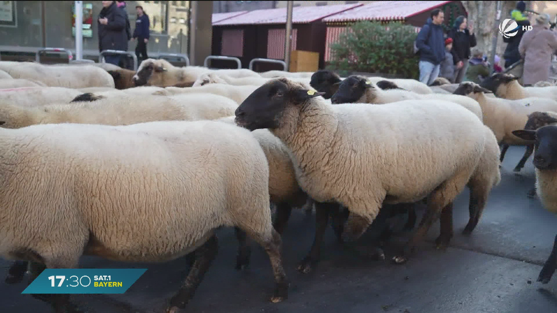 Video: Tierisches Spektakel in Nürnberg: Rund 800 Schafe ziehen durch Innenstadt