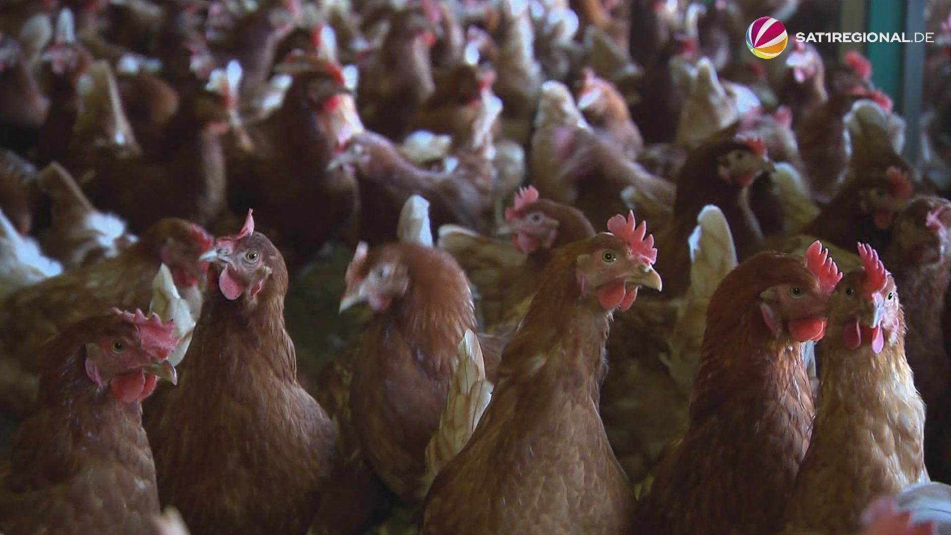 Video: Vogelgrippe ist Thema im Landtag Niedersachsen