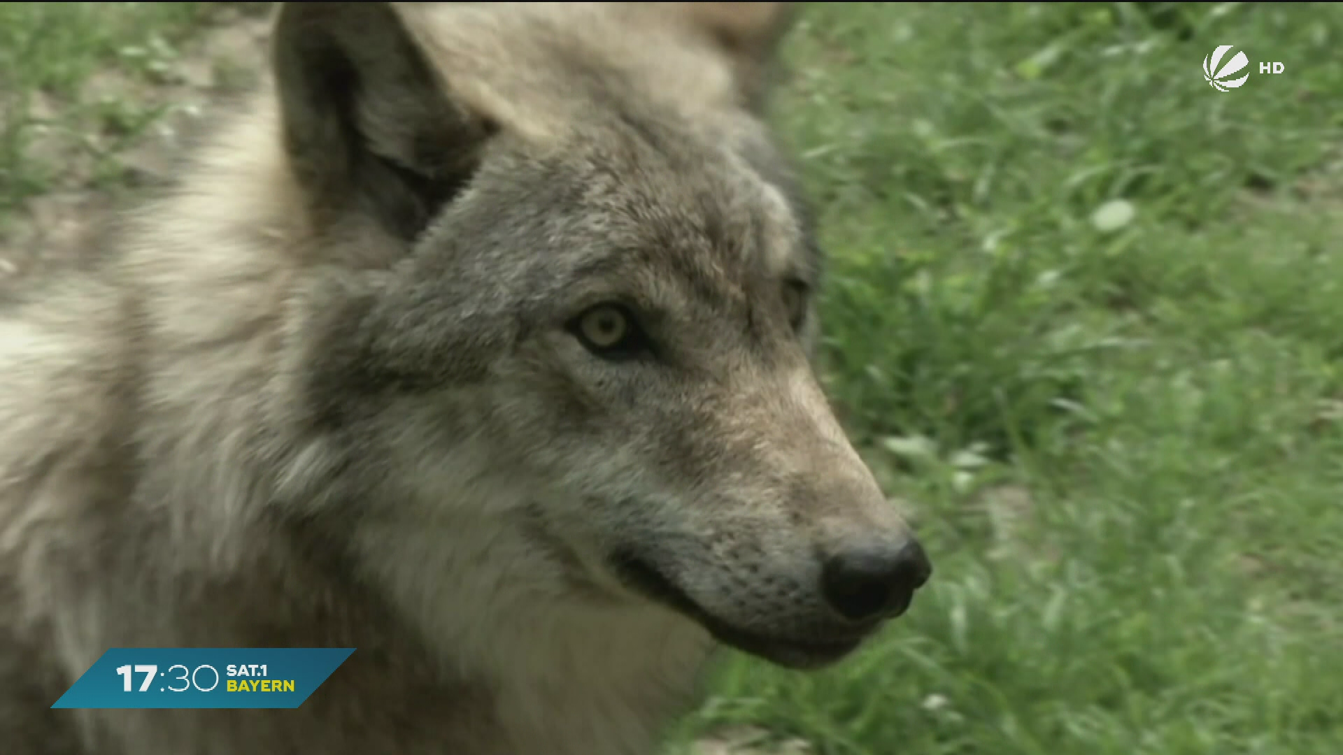 Video: Weniger Wölfe in Bayern: Nur noch sechs Rudel und weniger Welpen
