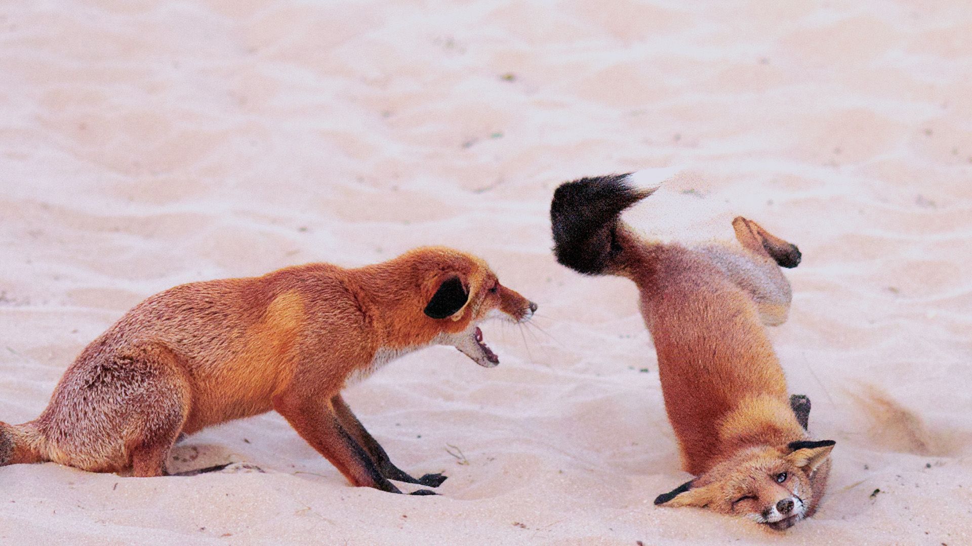 Video: Das sind die lustigsten Tierfotos des Jahres