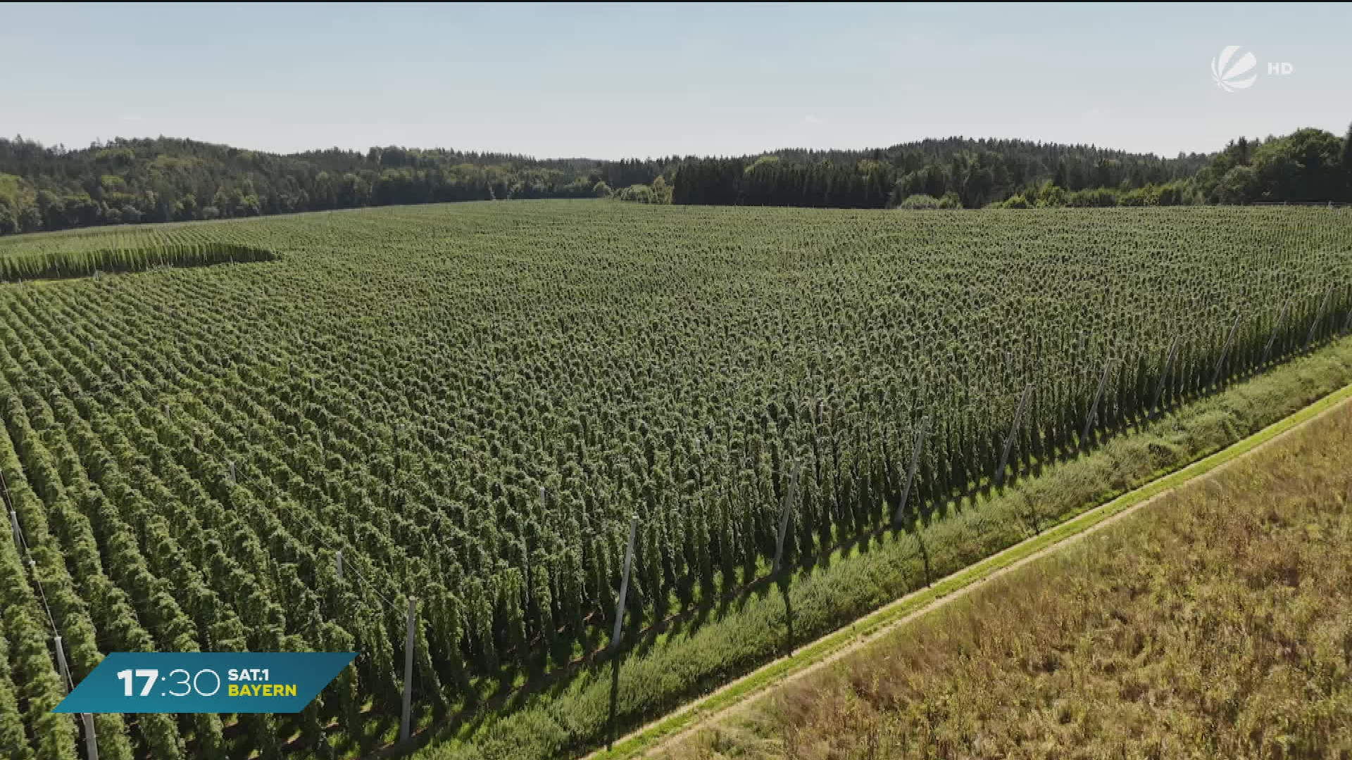 Video: Alkoholkonsum sinkt: Hopfenernte bricht ein