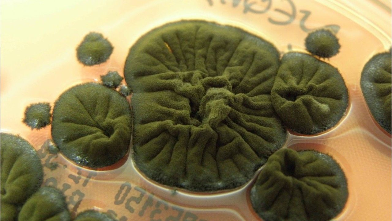 Video: Unheimlicher Tschernobyl-Pilz frisst Radioaktivität