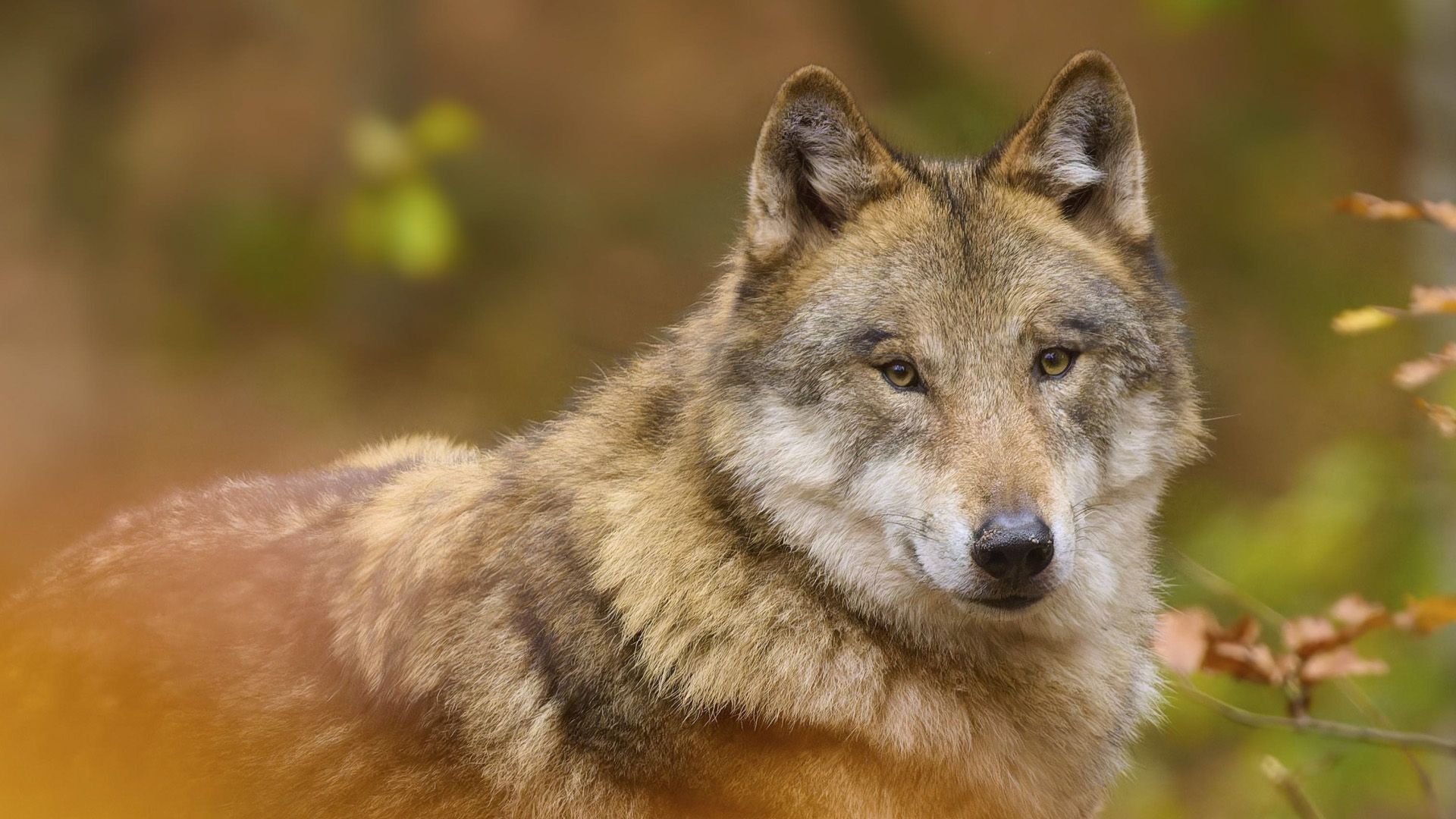 Video: Wölfe sollen leichter getötet werden dürfen  