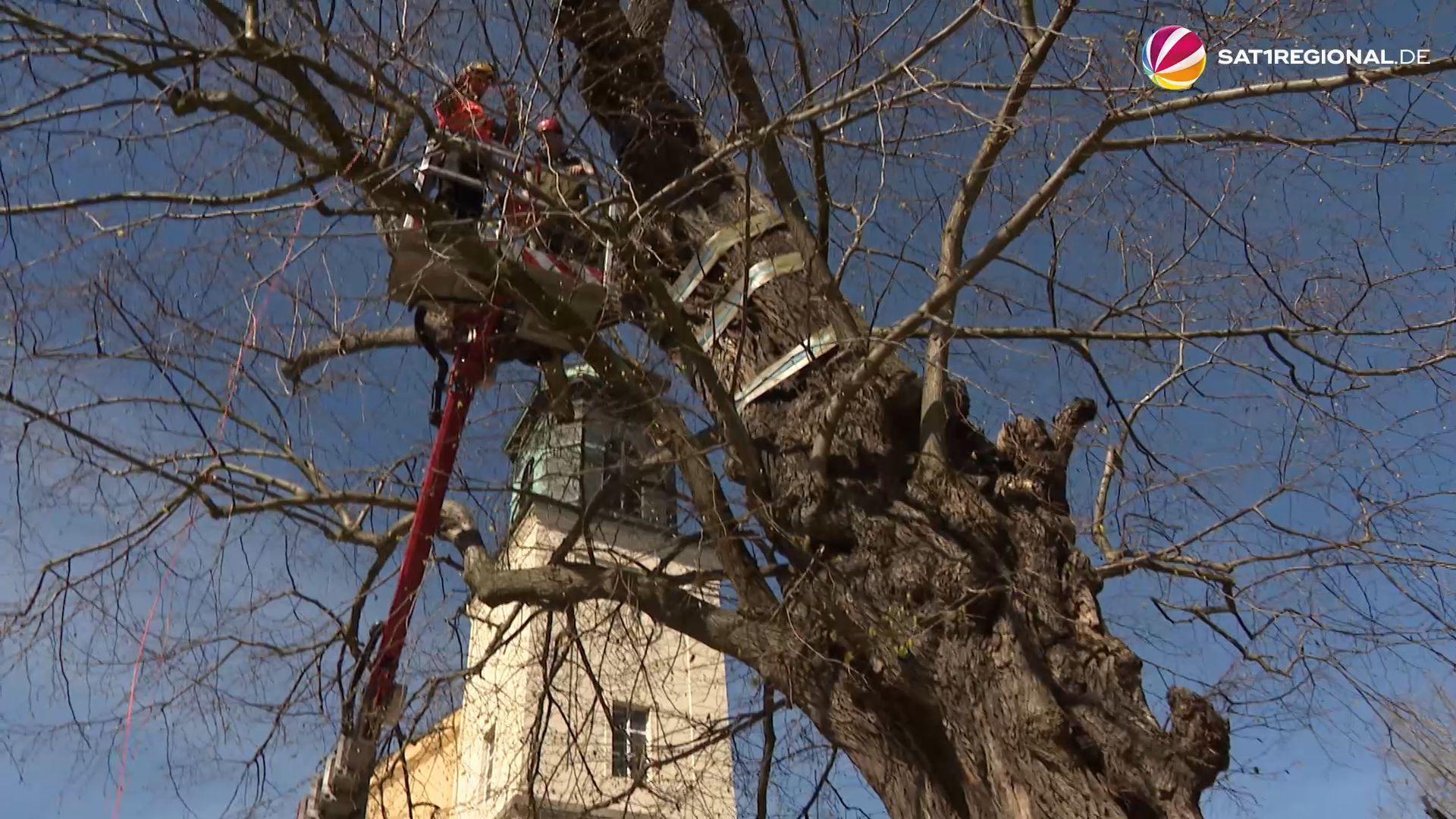 Video: 900 Jahre alter Baum in Bremen wird gerettet