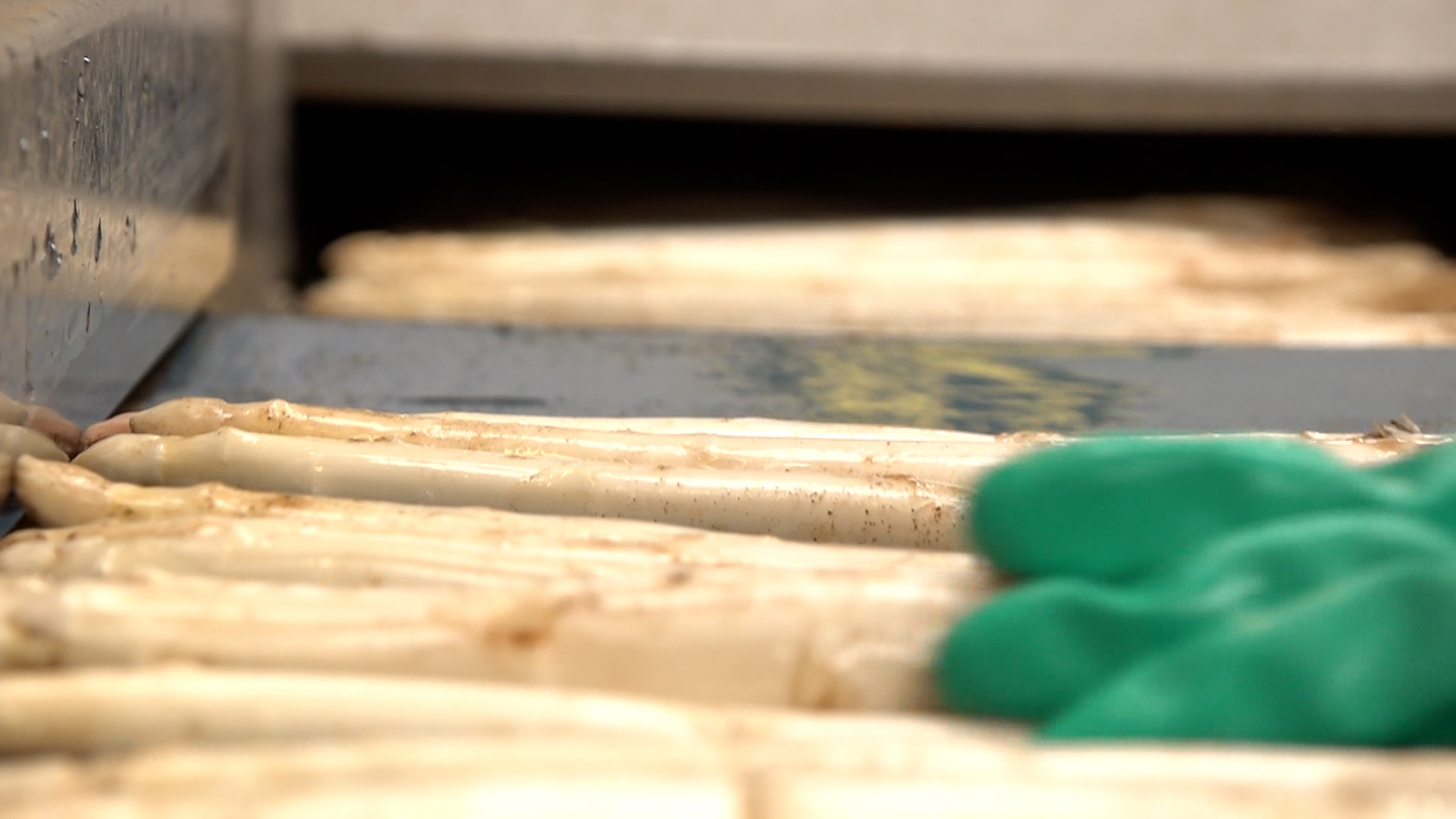 Video: Spargelernte startet