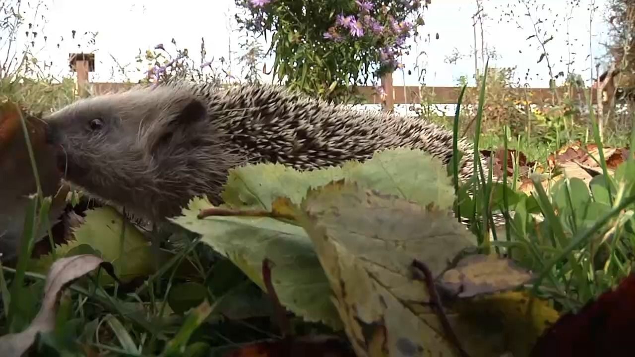 Video: Igel noch im Winterschlaf: Wie man die Tiere am besten schützt