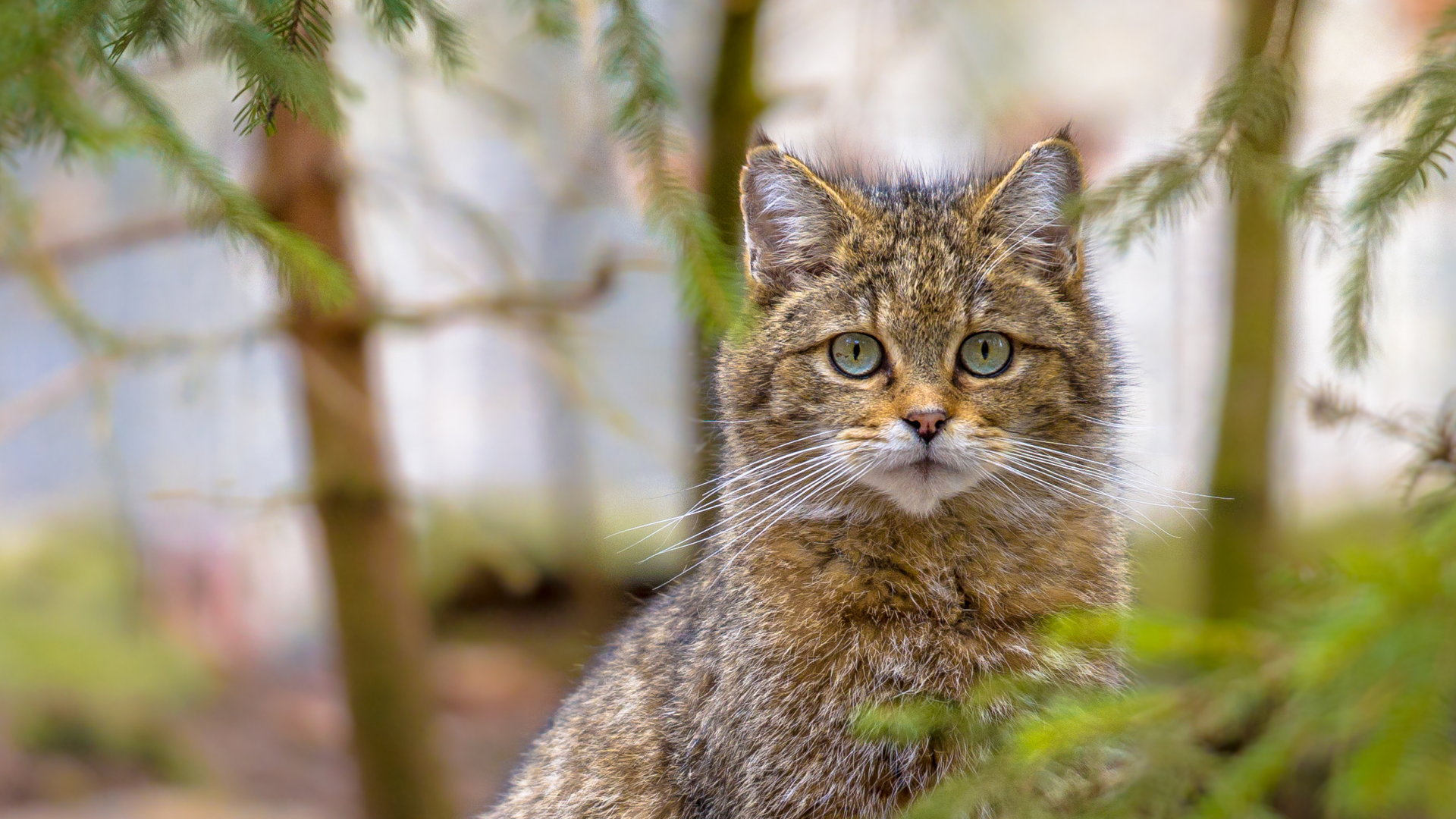 Video: So reagiert man bei Wildkatzen richtig