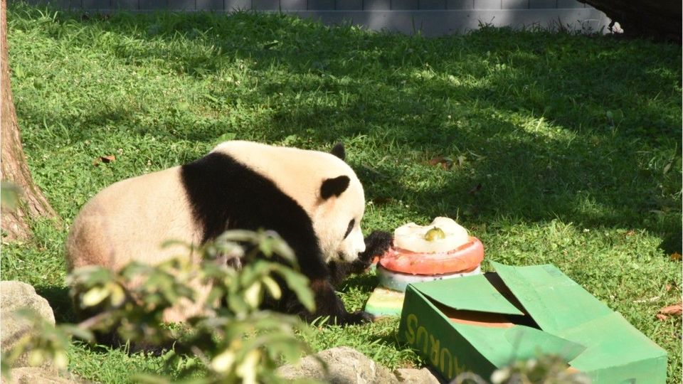Riesenpanda Bao Li feiert seinen 4. Geburtstag im US-Nationalzoo