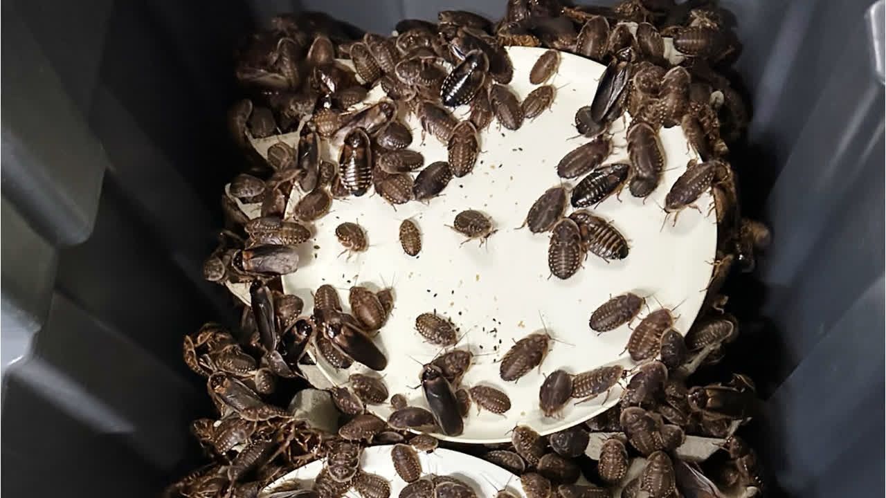 Video: Rekordfund in Australien: 100.000 Kakerlaken beschlagnahmt