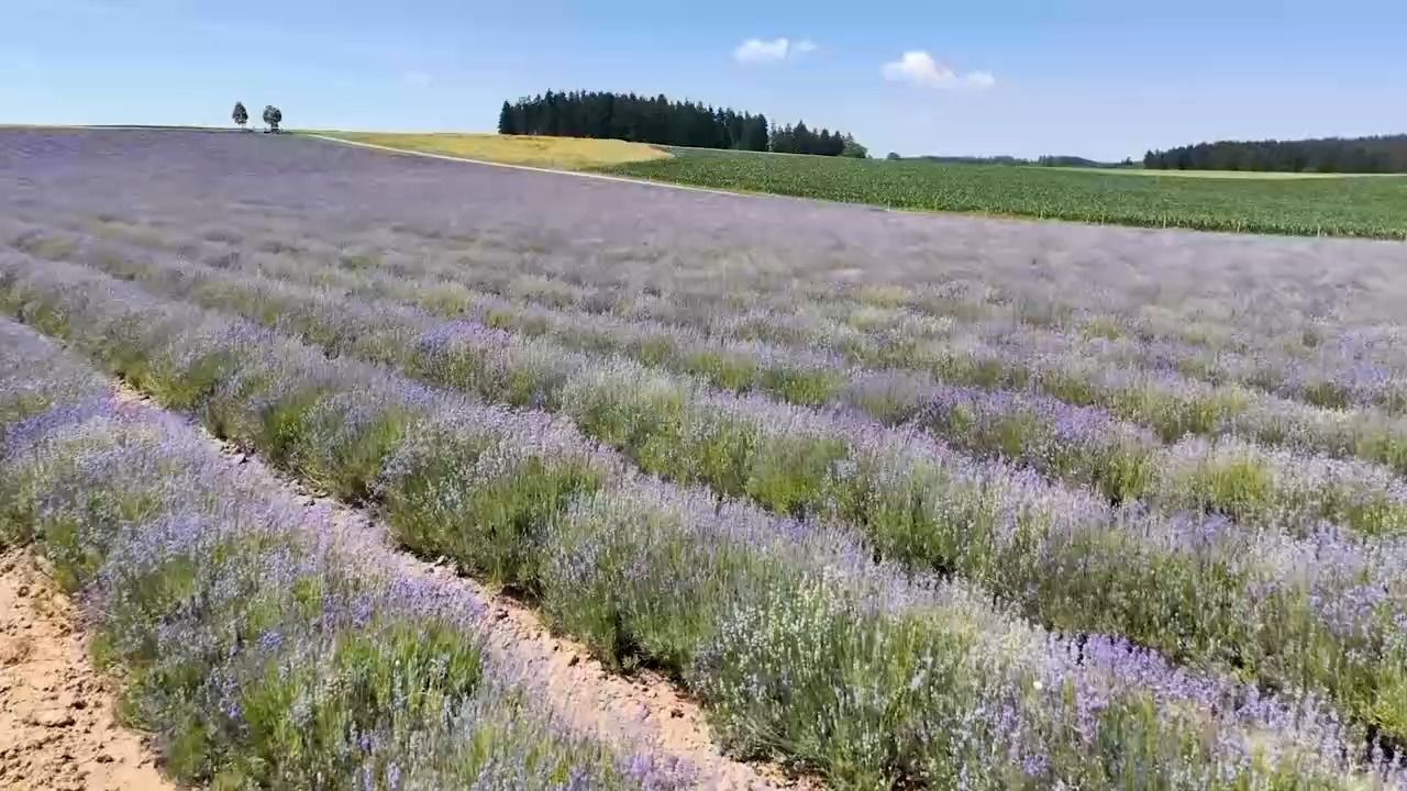 Video: Provence-Feeling in Dorfen: Lavendelfeld zieht Besucher an