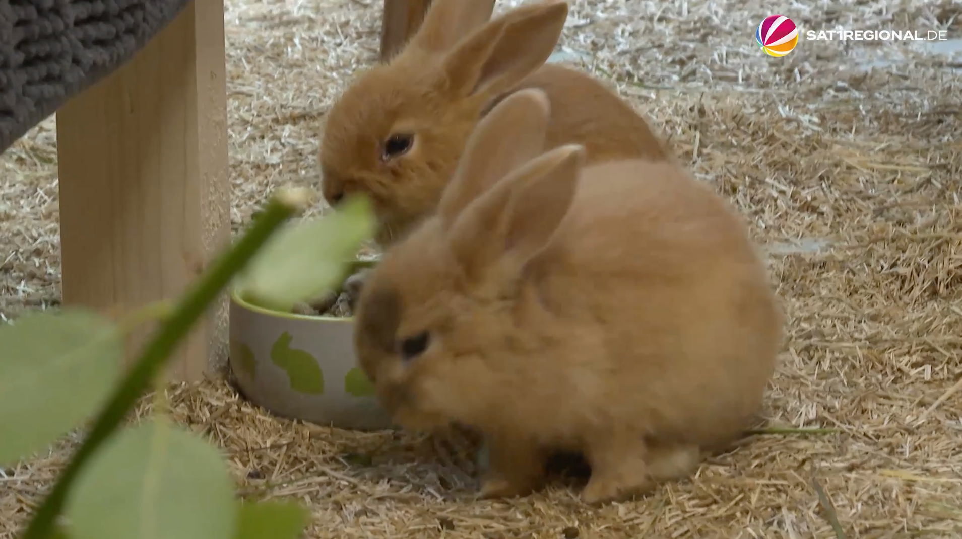 Video: Tiere in Schleswig-Holstein ausgesetzt: Traurige Geschichten aus den Tierheimen