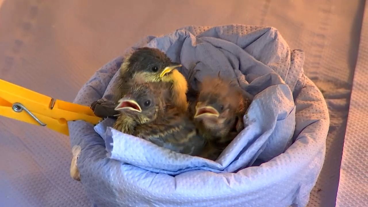 Video: Tierheim schlägt Alarm: Zahl hilfsbedürftiger Wildtiere verdoppelt