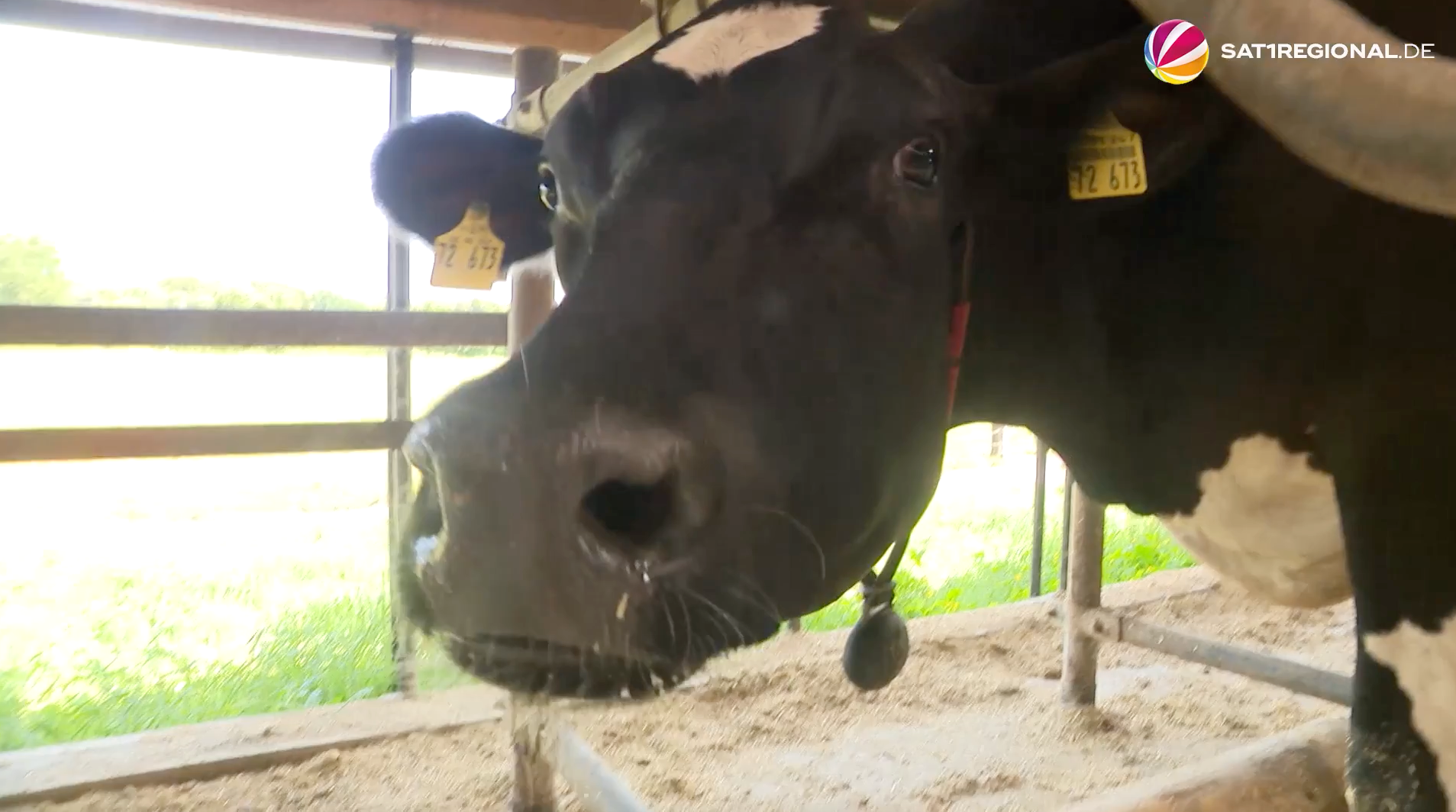 Video: Milchpreisverfall: Kritische Lage für Landwirte in Schleswig-Holstein
