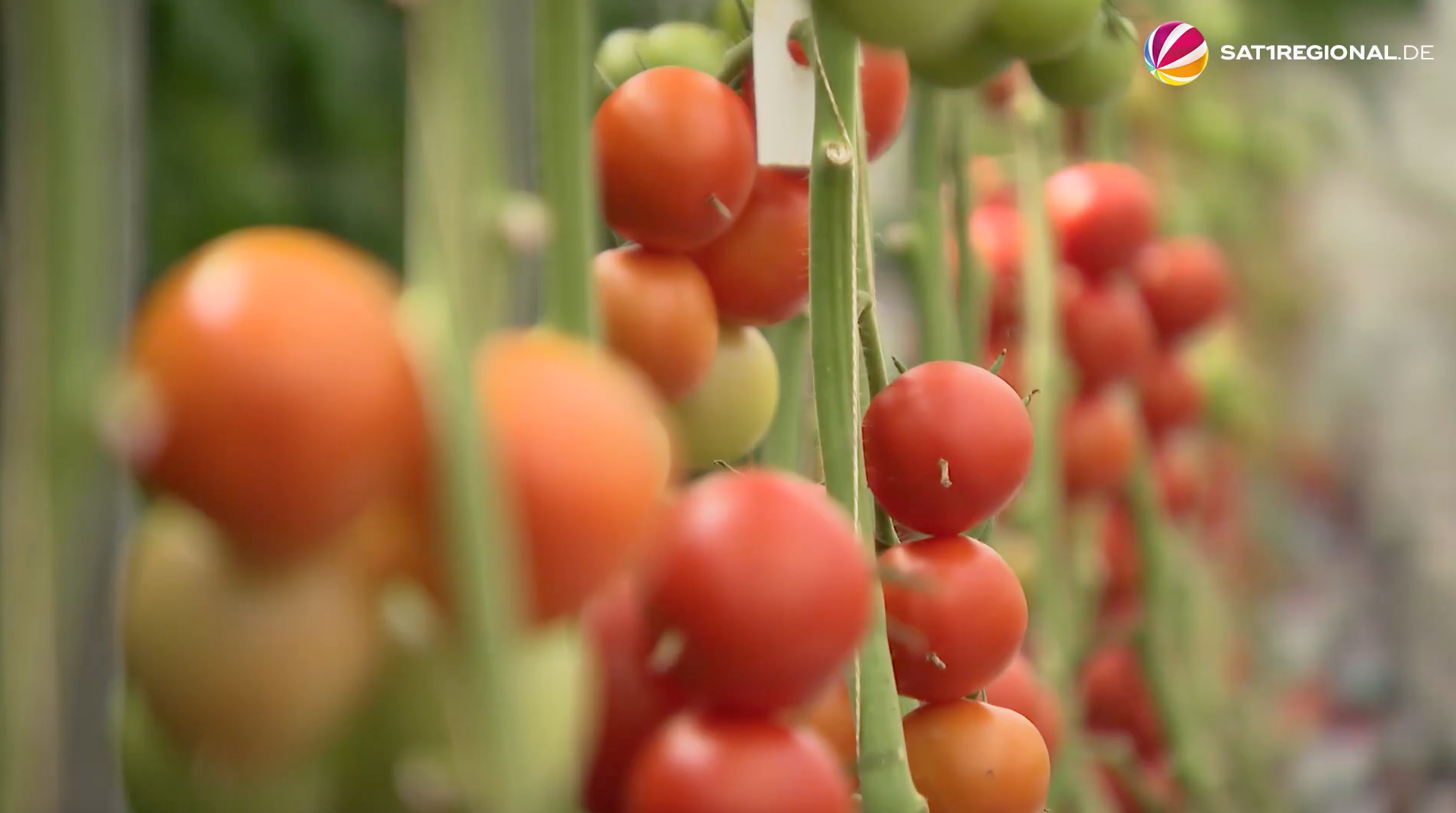 Video: Tomaten zum Selberpflücken in Rinteln