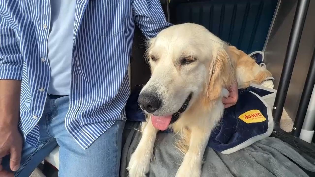 Video: Urlaub mit Hund: Diese Regeln sollten Halter kennen