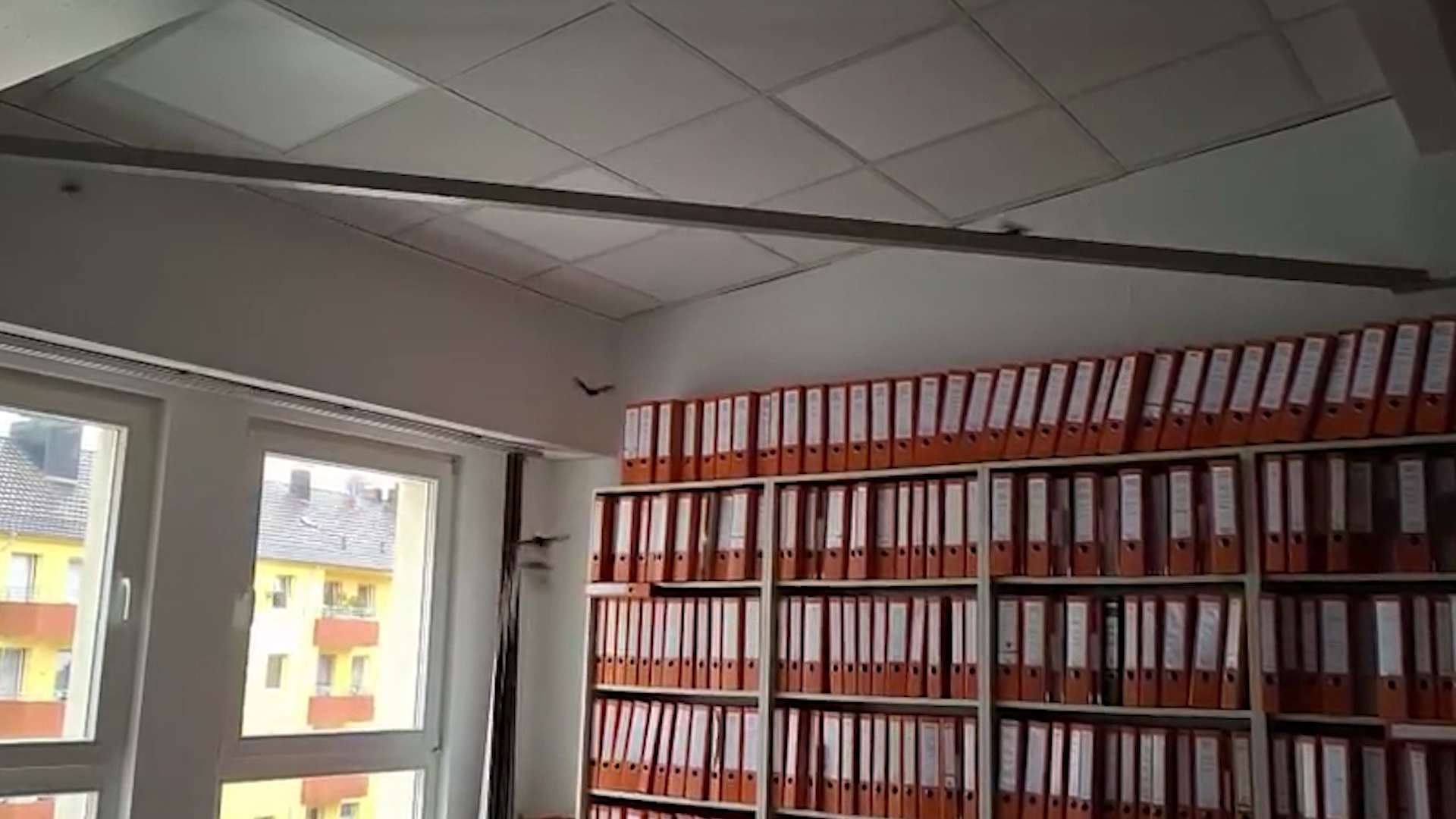 Video: Kanzlei wird zur Fledermaushöhle