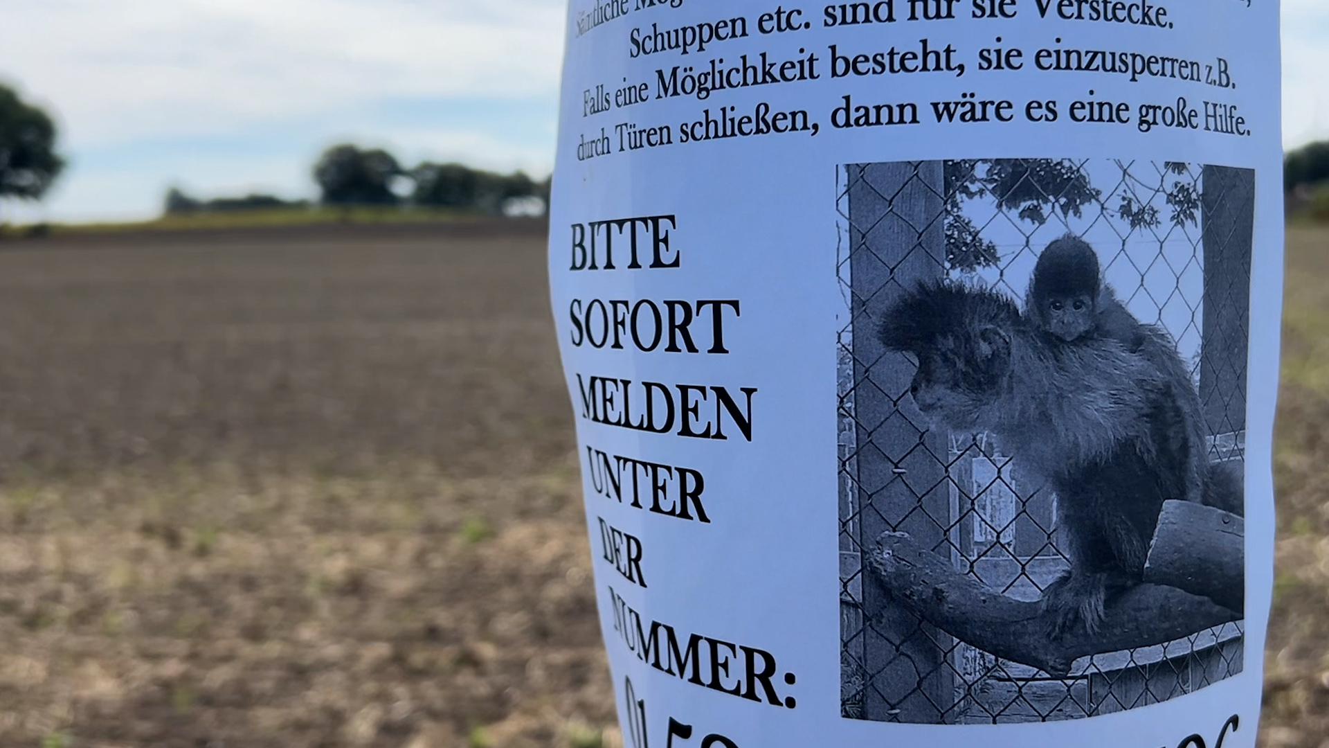 Video: Affenjagd in Füchtorf: Kinder suchen ausgebüxte Kapuziner