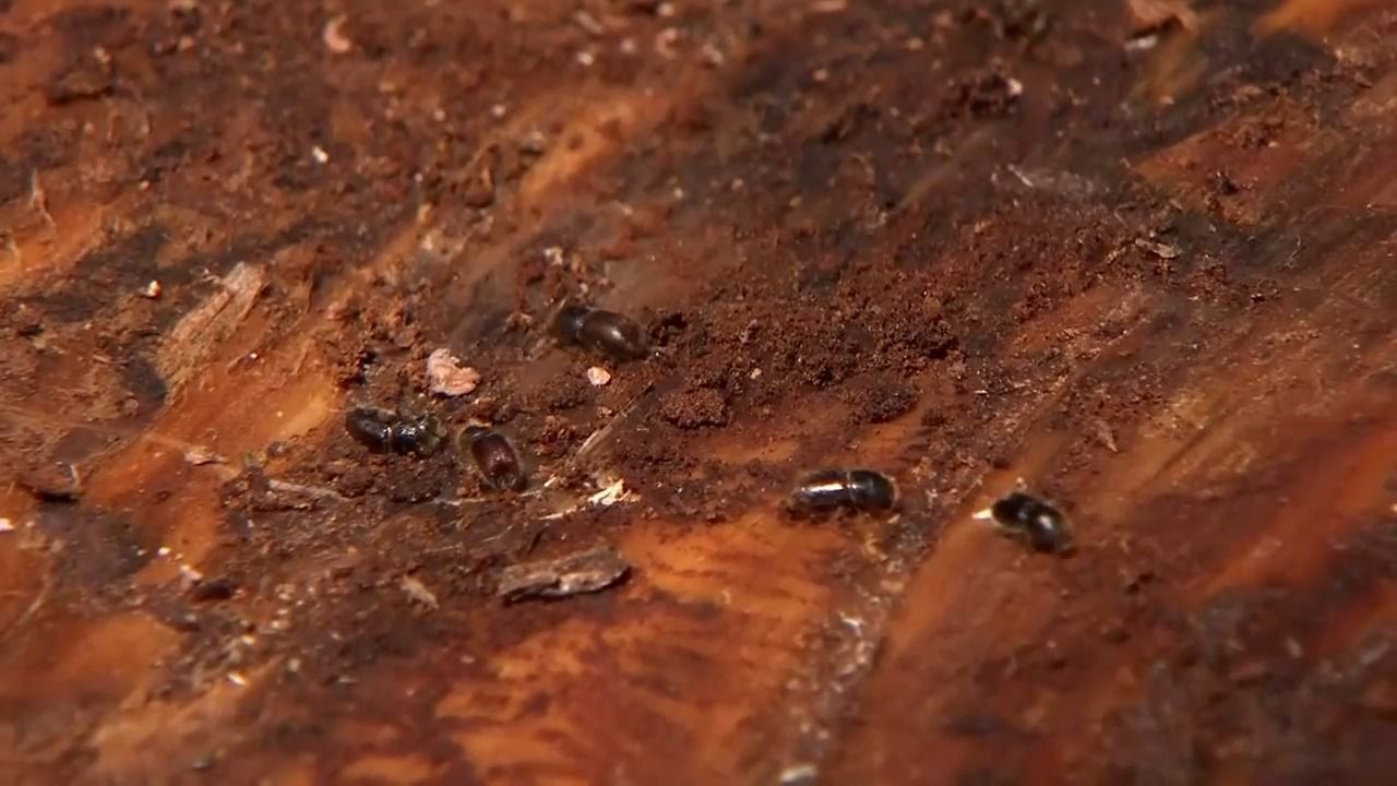Video: Weniger Borkenkäfer im Bayerischen Wald: Bestand um 40 Prozent gesunken