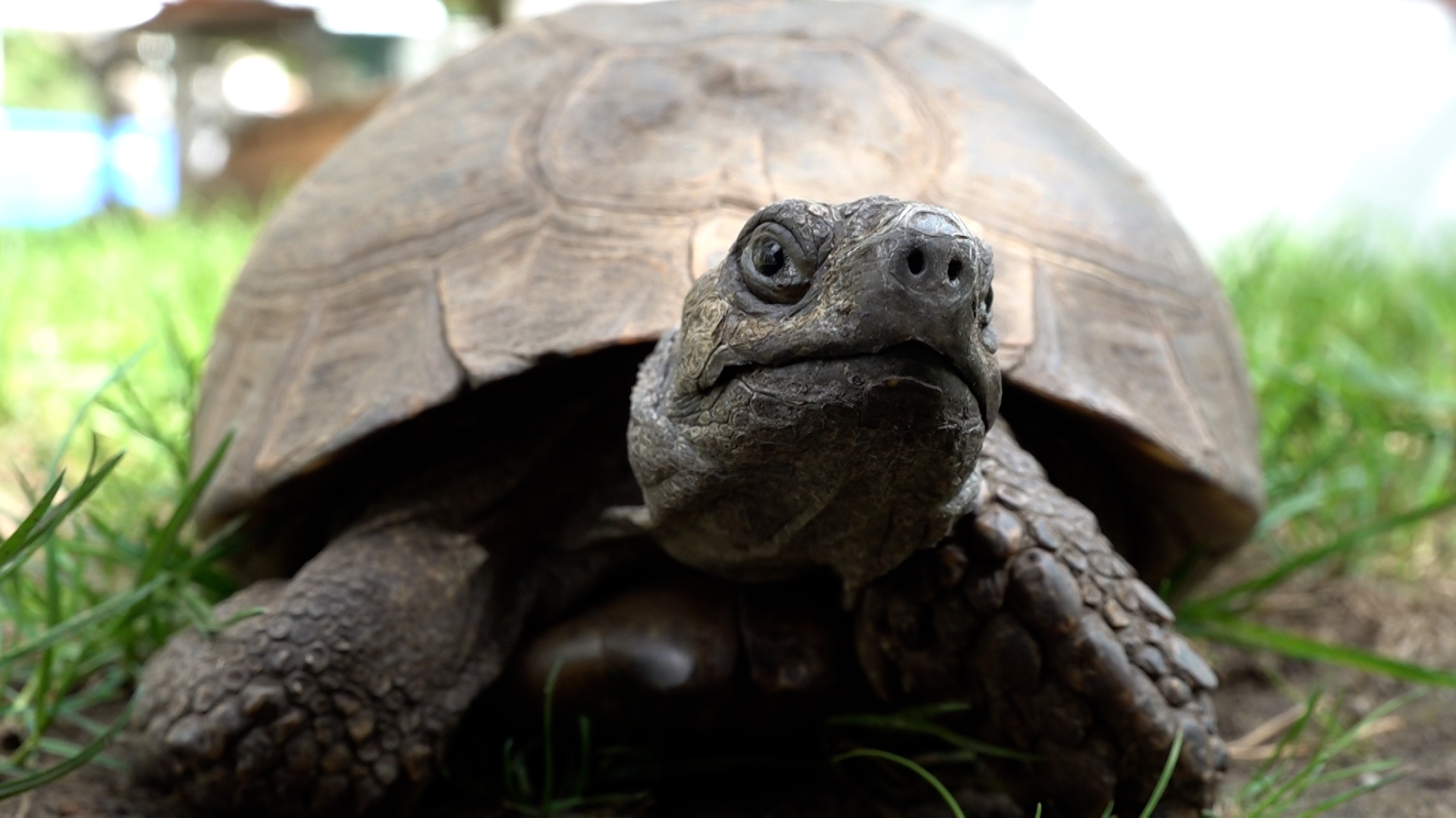 Video: 18 Schildkröten in Bottroper Wald ausgesetzt