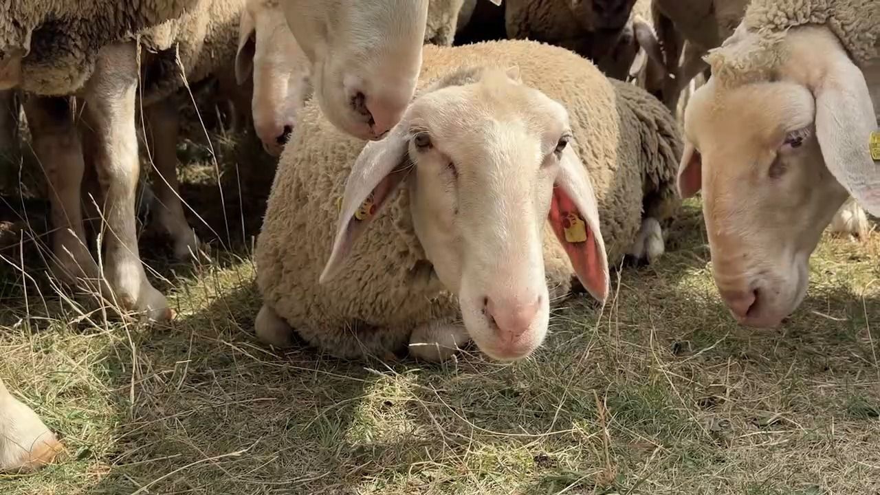Video: Nei g’schaut - zu Gast in Franken: Mit Schafen und Schäfer durchs Altmühltal