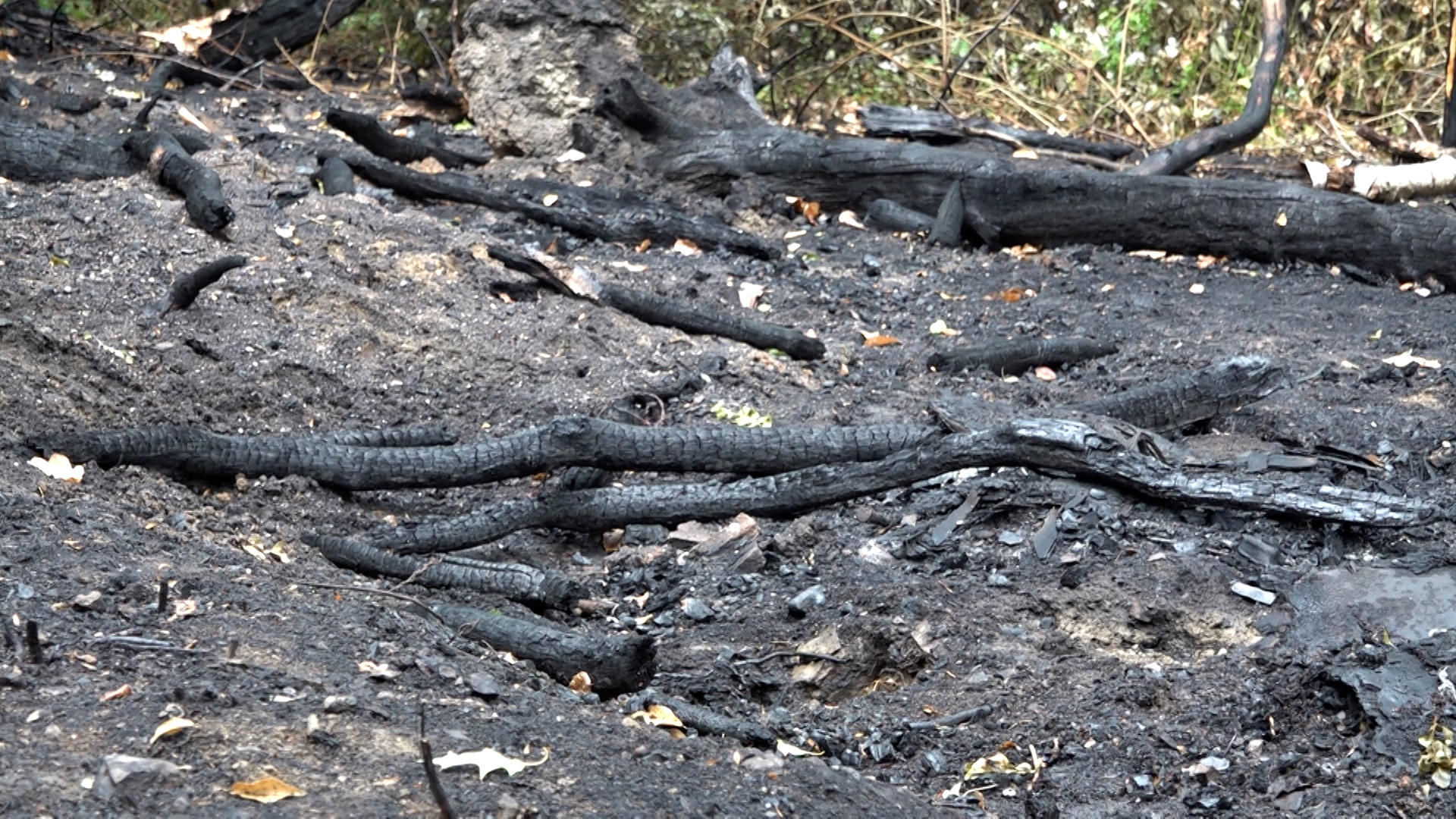 Video: Waldbrand in Hürtgenwald endgültig gelöscht