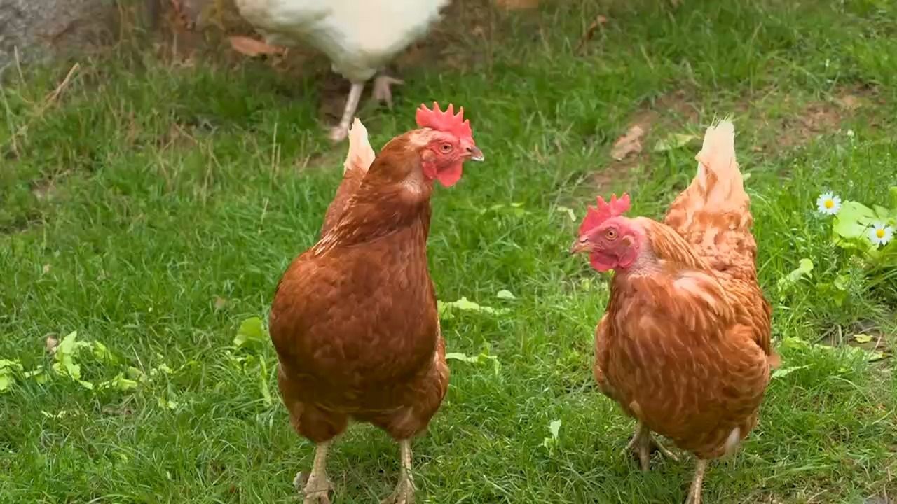 Video: Zweites Leben für Legehennen? Sieben Hühner kommen in Privat-Garten