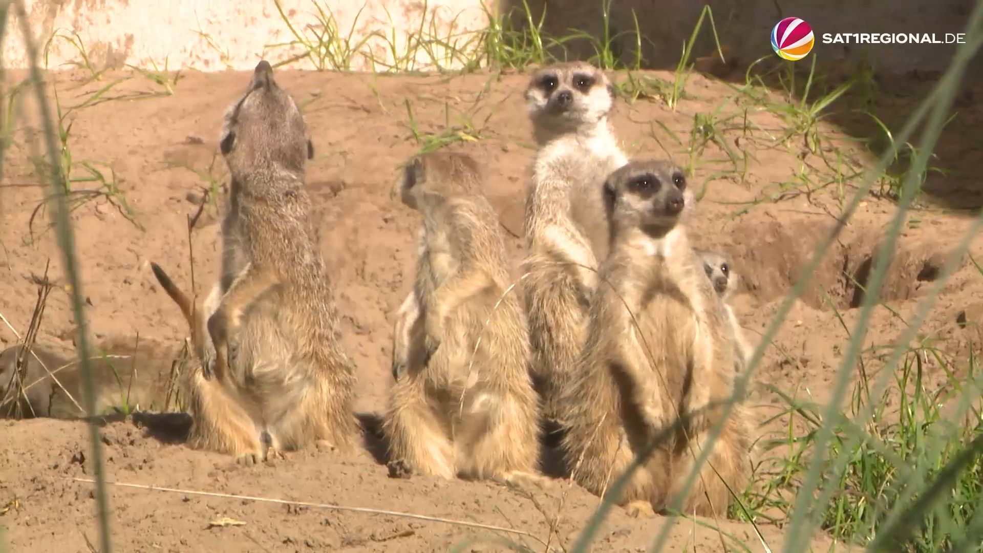 Video: Fünffacher Erdmännchen-Nachwuchs im Tierpark Ströhen