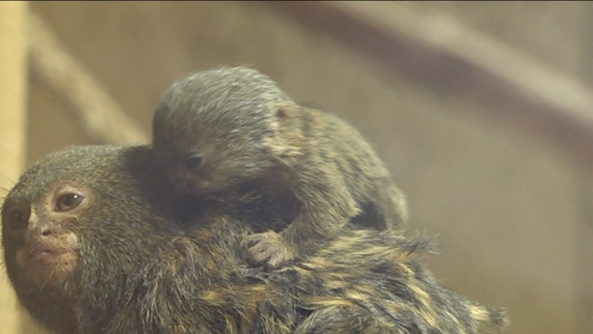 Video: Neues Zwergseidenäffchen in Kleve geboren