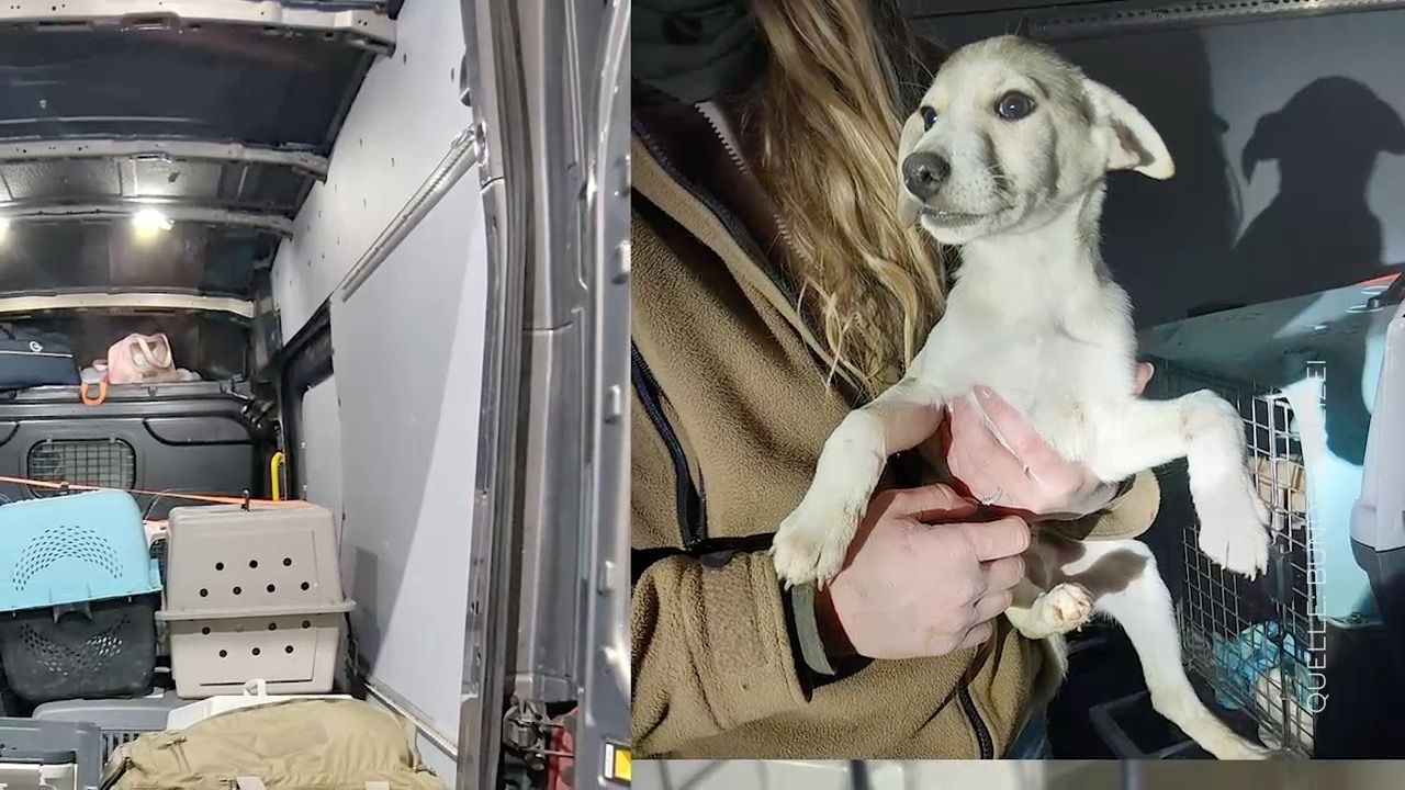 Video: Illegale Tiertransporte gestoppt: Polizei findet Hunde und Katzen an der Grenze