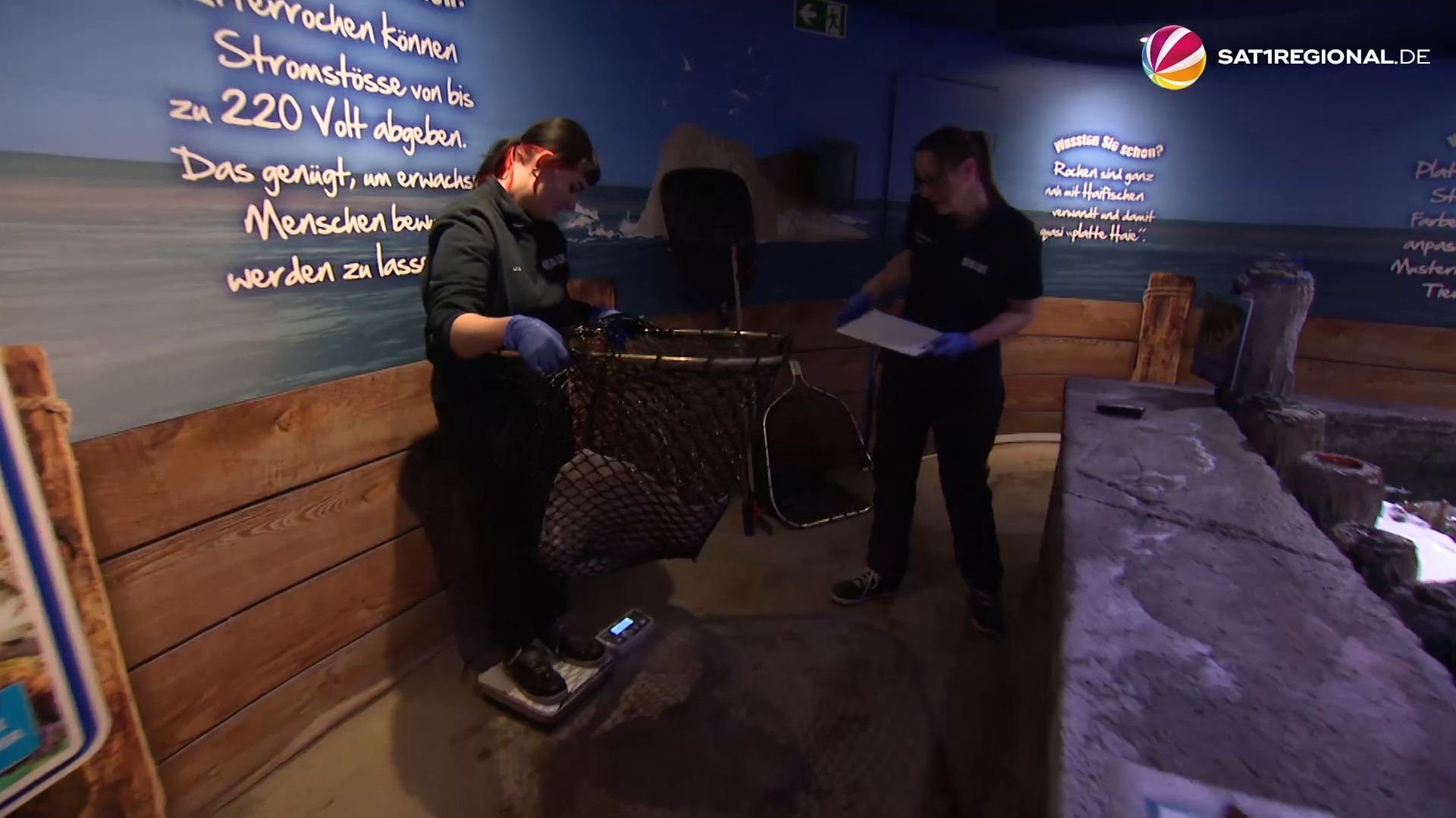 Video: Zählen, messen, wiegen: Inventur im Sea Life in Timmendorfer Strand